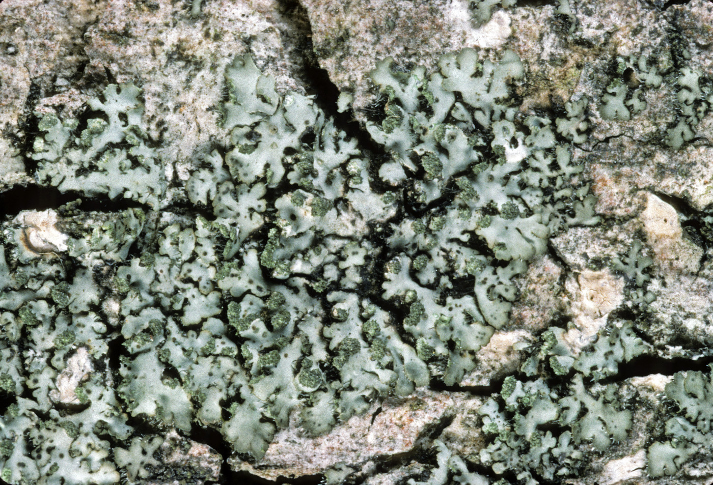 Phaeophyscia pusilloides image