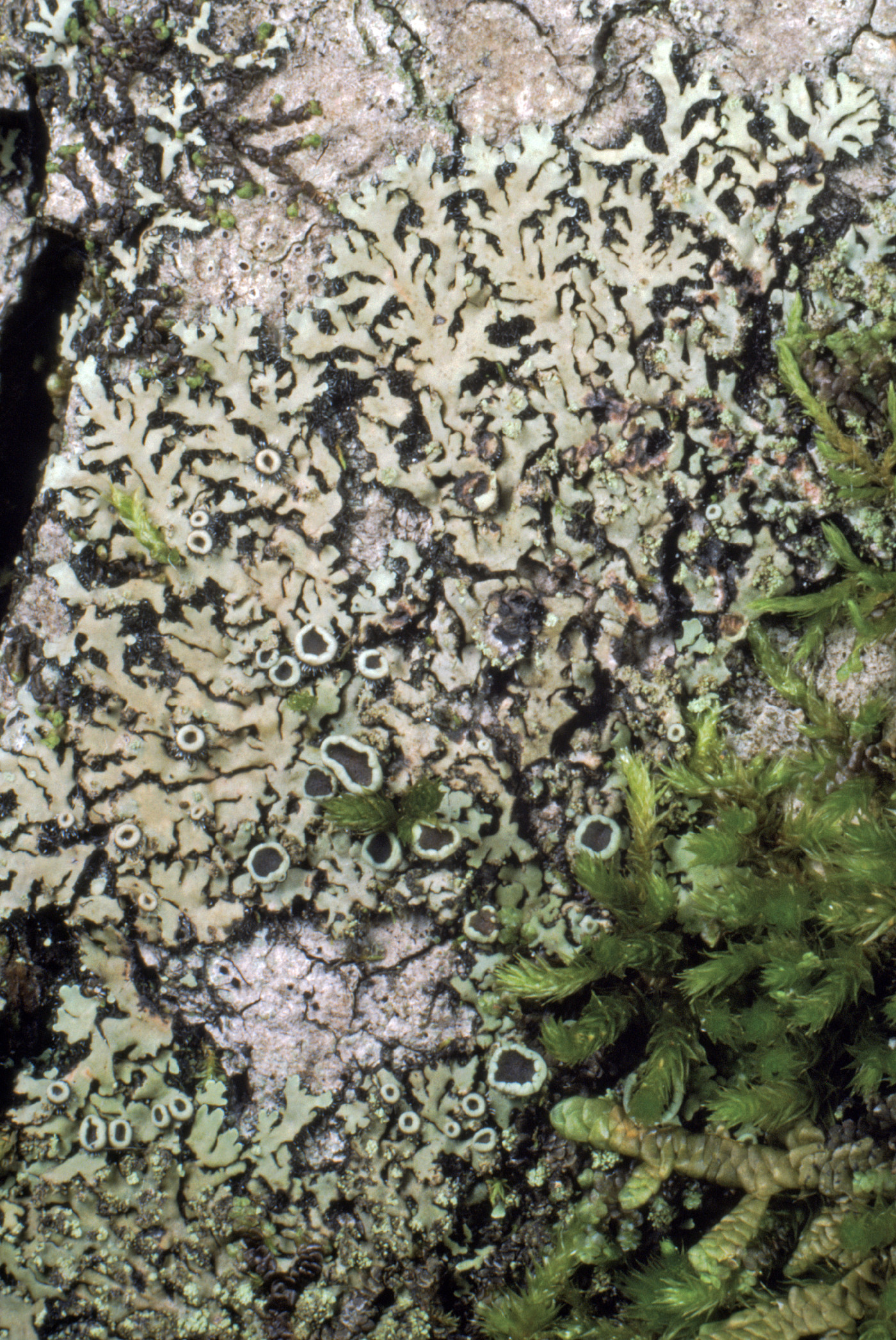 Phaeophyscia rubropulchra image