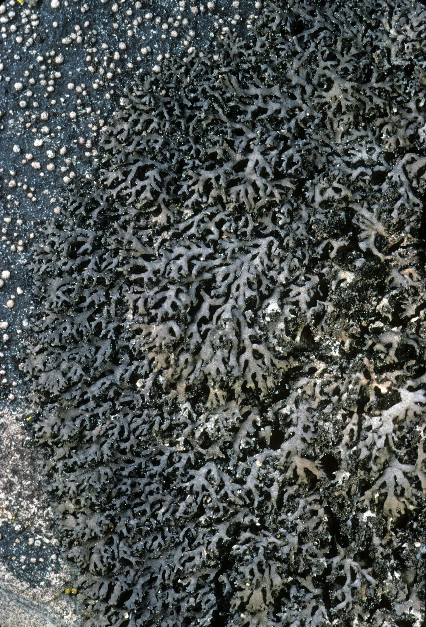 Phaeophyscia sciastra image