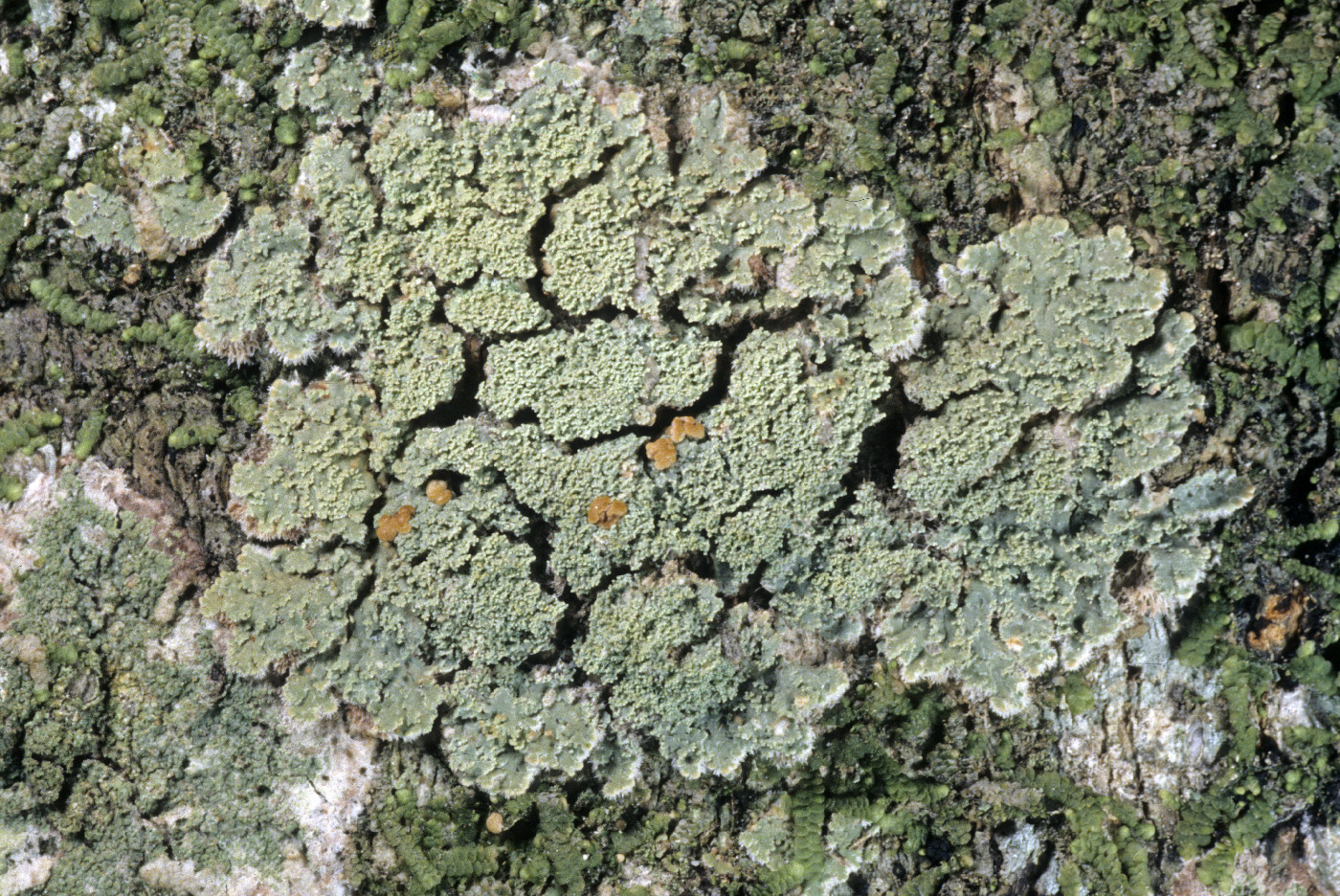 Phyllopsora parvifolia image