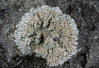 Physcia caesia image