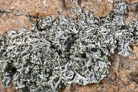 Physcia dimidiata image