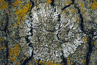 Image of Physconia enteroxantha