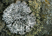 Physconia enteroxantha image