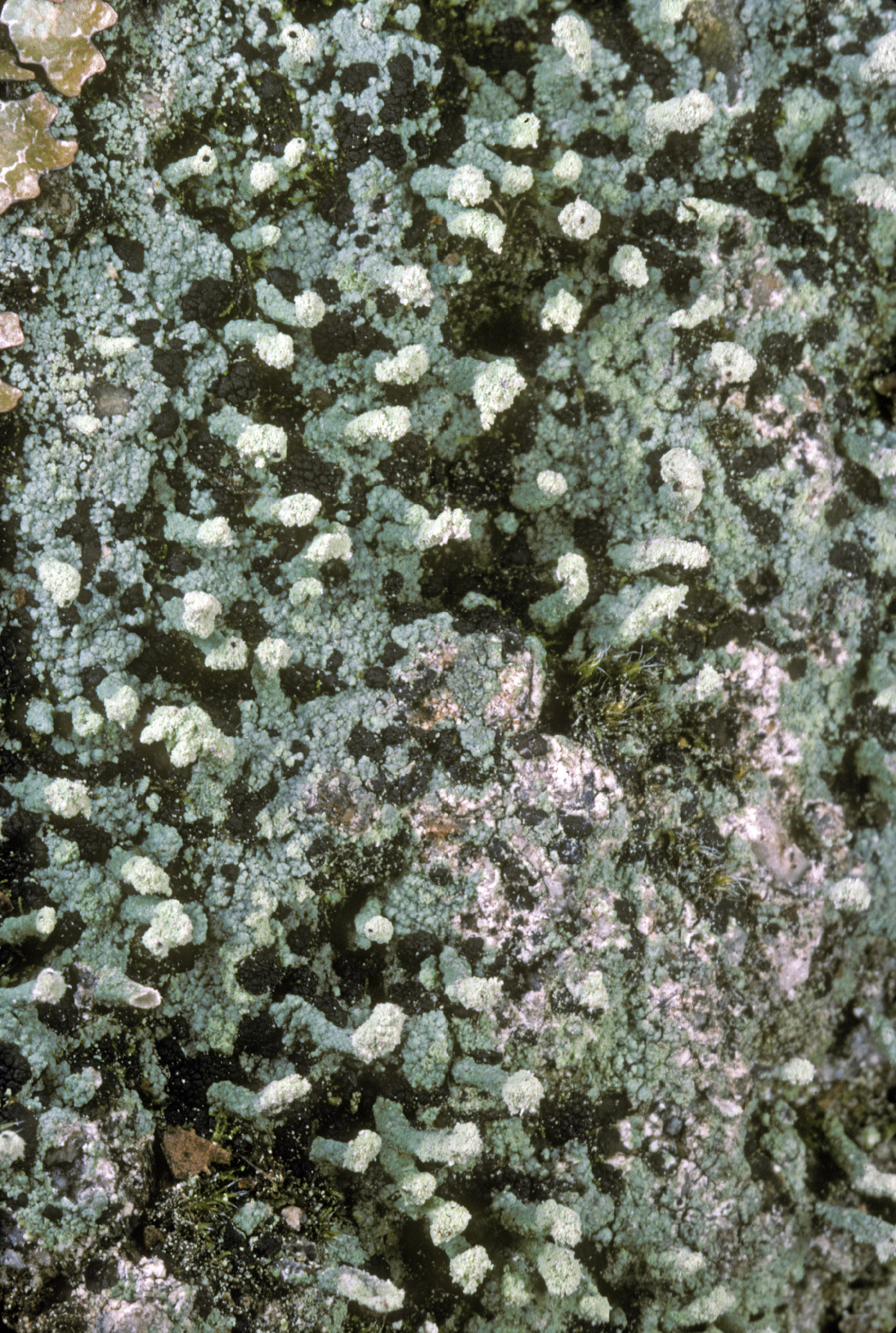 Pilophorus cereolus image