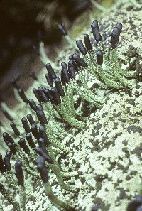 Pilophorus clavatus image