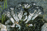 Image of Pilophorus robustus