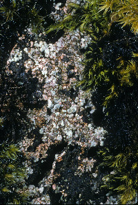 Image of Placopsis gelida