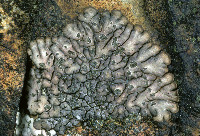 Placopsis lambii image