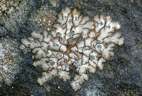Placopsis lambii image