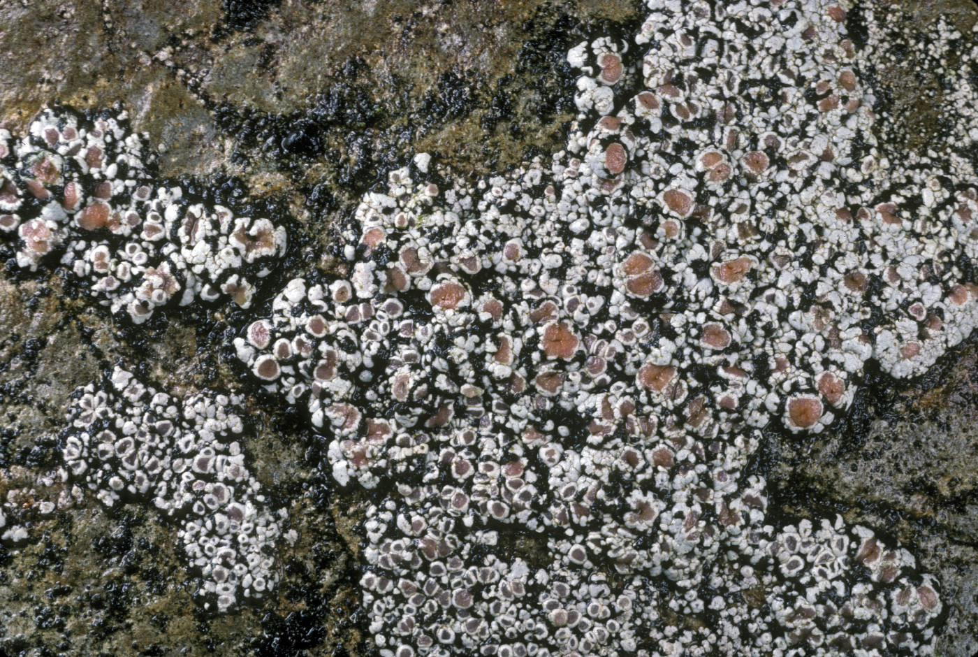 Placopsis roseonigra image