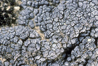 Placopyrenium caeruleopulvinum image