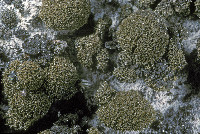 Placynthium asperellum image