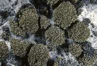 Placynthium asperellum image
