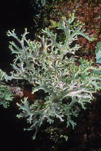 Image of Platismatia stenophylla