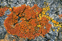 Polycauliona ignea image