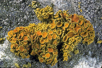 Image of Xanthoria polycarpa