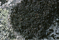 Polychidium muscicola image