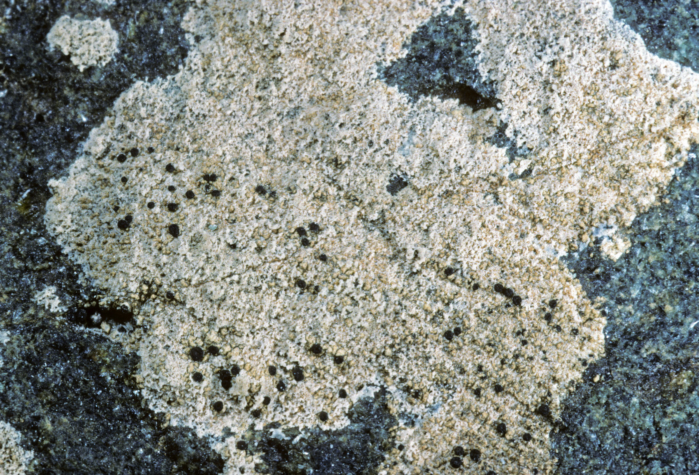 Polysporina urceolata image