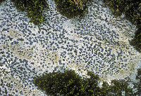 Porpidia albocaerulescens image