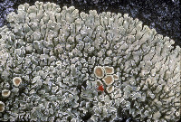 Protoparmeliopsis muralis image