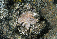 Protoparmeliopsis peltata image