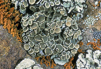 Protoparmeliopsis peltata image