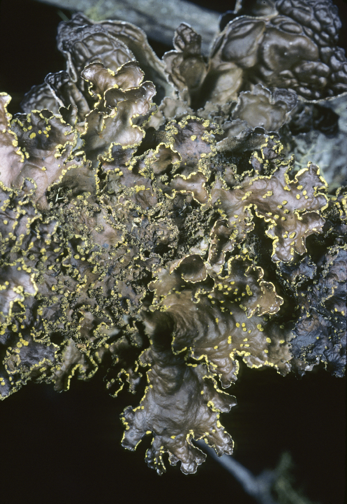Pseudocyphellaria crocata image