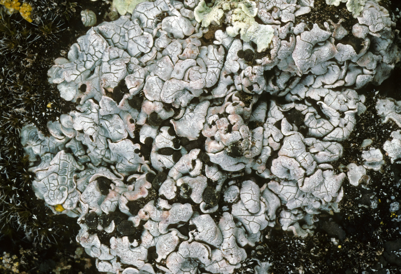 Psora cerebriformis image