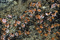 Psora decipiens image