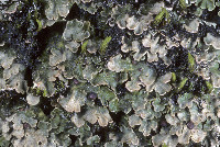 Image of Psora globifera