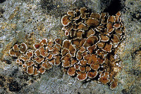 Psora pseudorussellii image