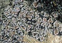 Psora pseudorussellii image