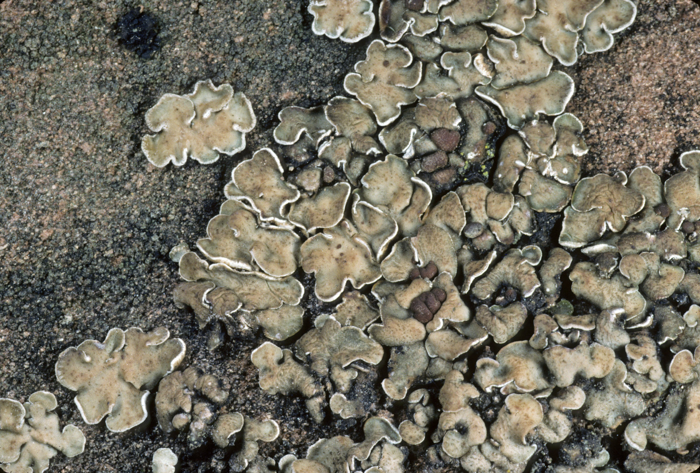 Psora tuckermanii image