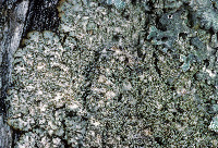 Punctelia appalachensis image