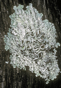 Punctelia graminicola image