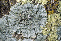 Punctelia hypoleucites image