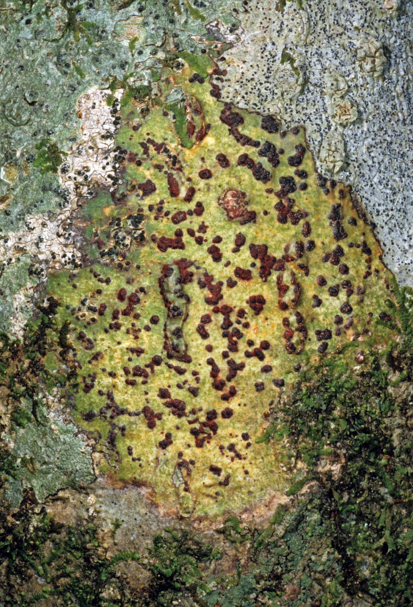 Pyrenula anomala image