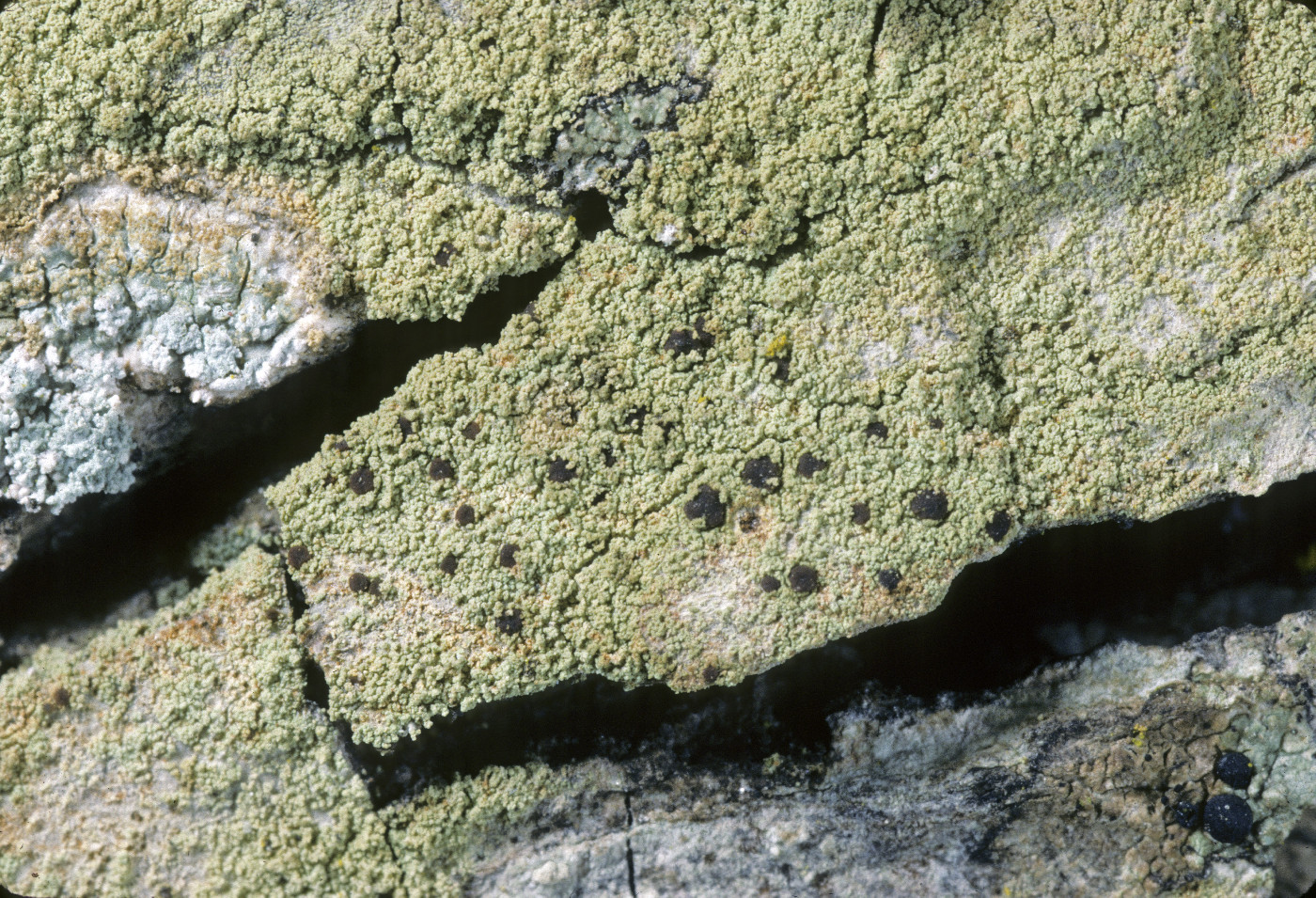 Pyrrhospora quernea image
