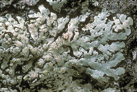 Image of Pyxine caesiopruinosa