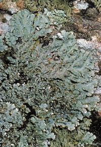 Pyxine sorediata image