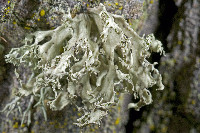 Ramalina canariensis image