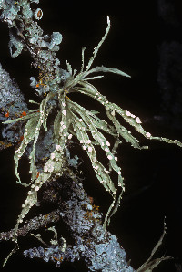 Ramalina celastri image