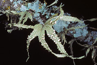 Ramalina celastri image