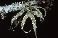 Ramalina celastri image