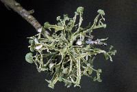 Ramalina complanata image