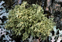 Ramalina dilacerata image