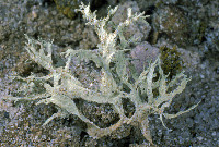 Ramalina lacera image