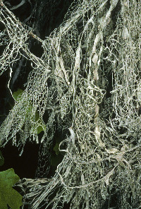 Ramalina menziesii image