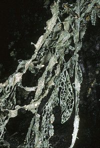 Ramalina menziesii image